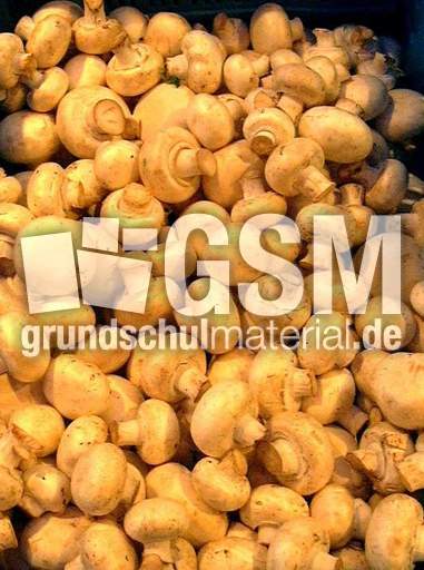 Champignons.jpg